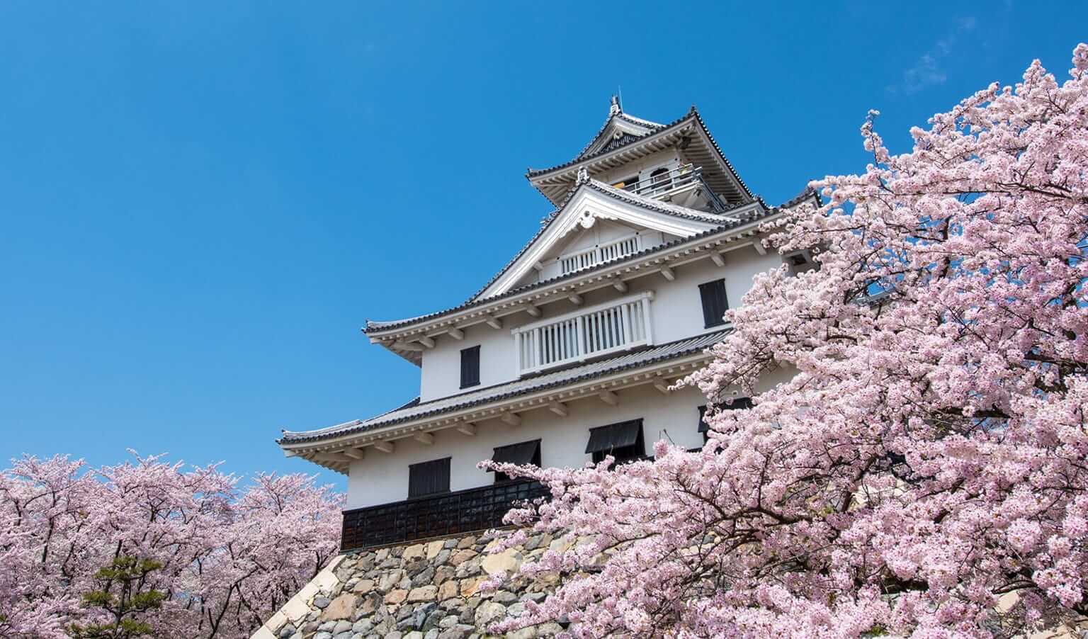 長浜城と満開の桜。背景には青空が広がっている